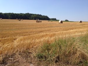 … die Ernte ist schon eingefahren