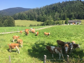 Die Kühe suchen auch Schatten